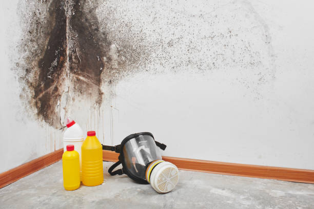 Best Commercial Mold Removal  in Madison, AL