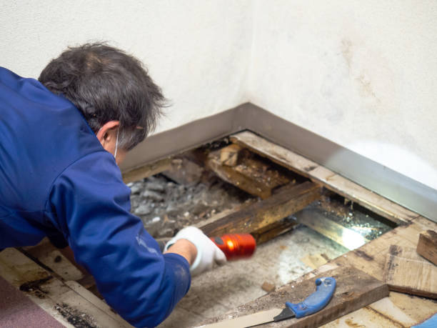 Professional Mold Removal in Madison, AL