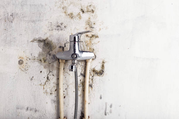 Best Mold Removal Company Near Me  in Madison, AL