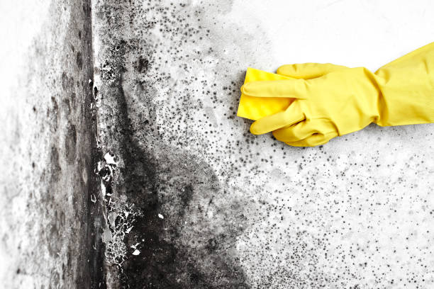 Best Residential Mold Removal  in Madison, AL