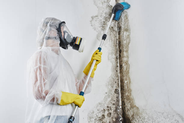 Best Toxic Mold Removal  in Madison, AL