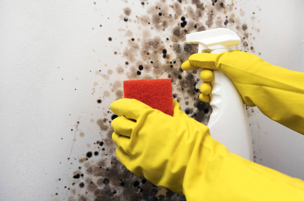 Best Mold Testing  in Madison, AL