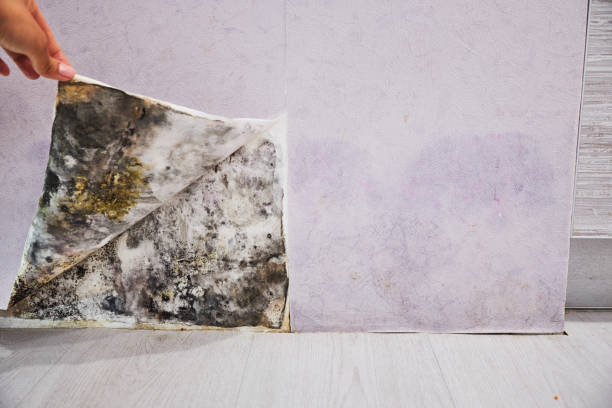 Best Emergency Mold Removal  in Madison, AL